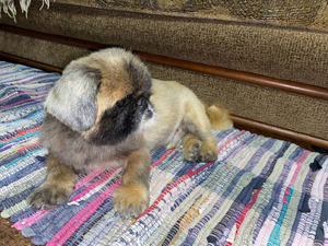 Семь лет разлуки: Жительница Омска нашла пса, пропавшего много лет назад