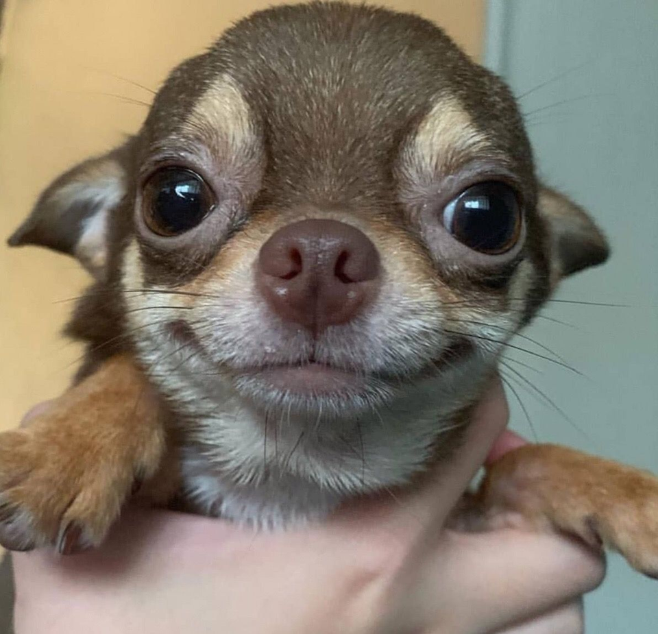 9 фото чихуахуа, доказывающих, что далеко не все маленькие собаки — злые и  уродливые