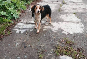 "Не поймёт, что случилось": На Сахалине собака каждый день ходит встречать мобилизованного хозяина
