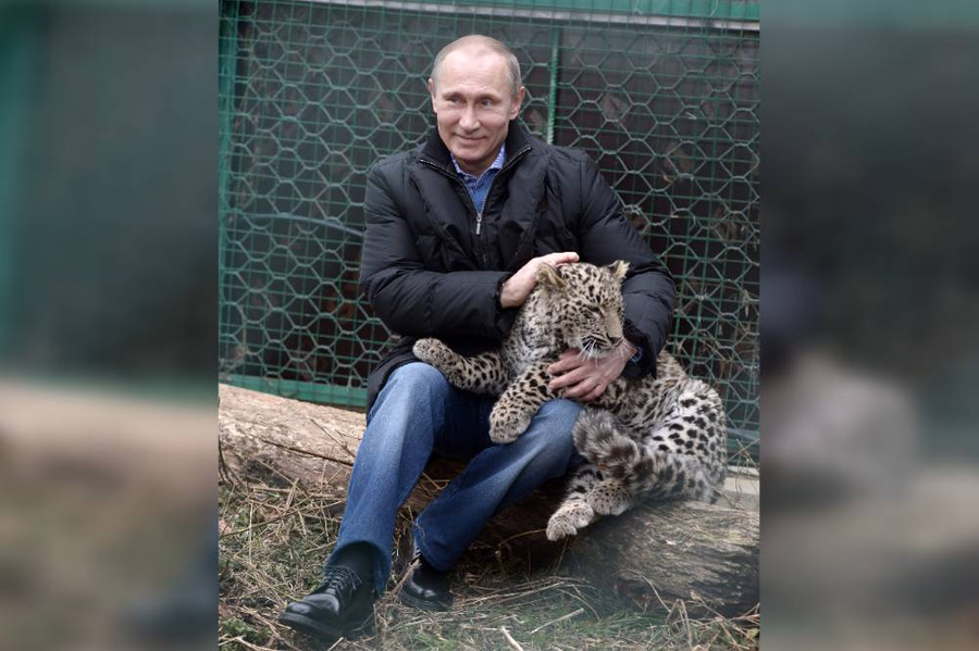 Владимир Путин посетил Центр разведения и реабилитации леопардов в Сочи. 2014 год. Фото © ИТАР-ТАСС / Алексей Никольский