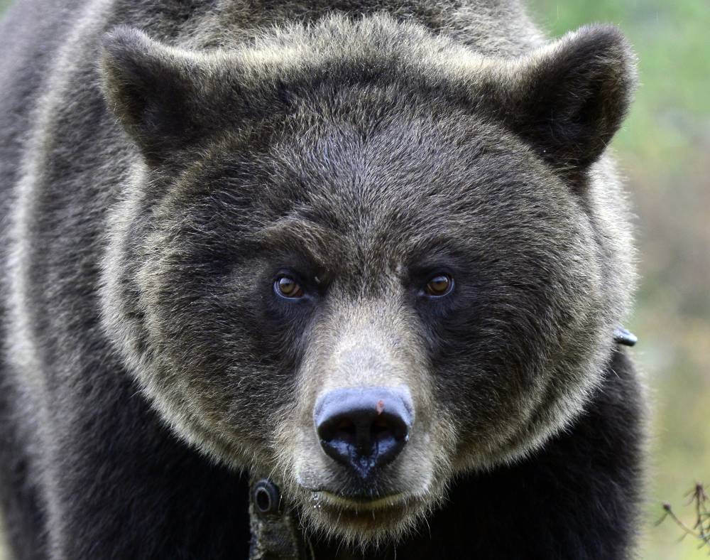 Двухметровый медведь насмерть задрал женщину-повара на Сахалине