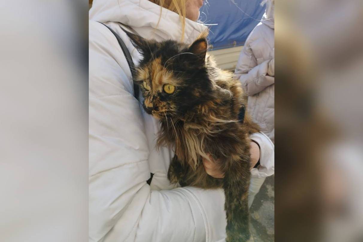 В Ейске спасли кошку Мику, которая 2 недели провела в повреждённом при падении Су-34 доме