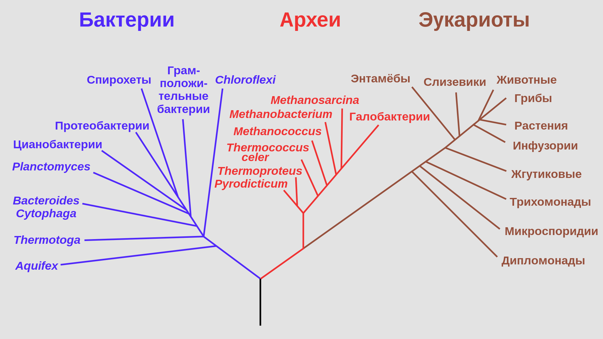 Филогенетическое древо, построенное на основании анализа рРНК, показывает разделение бактерий, архей и эукариот. Фото © Wikipedia