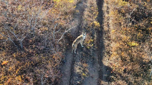 "Уникальное событие": Очень смелый волк забрёл на землю тигров в Приморье