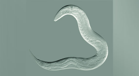 У червей нашли человеческий ген, связанный с болезнью Альцгеймера