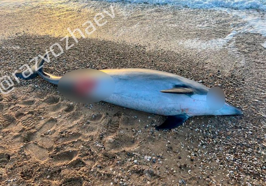На берегу возле Севастополя найден мёртвый дельфин. Фото © t.me / РаZVожаев