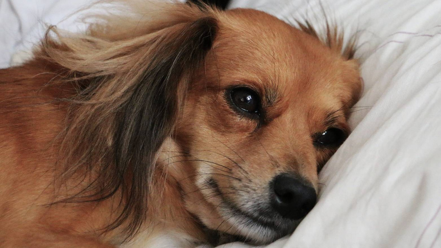 Неприятный запах из пасти собаки свидетельствует о вероятном наличии у питомца зубной инфекции. Фото © PxHere