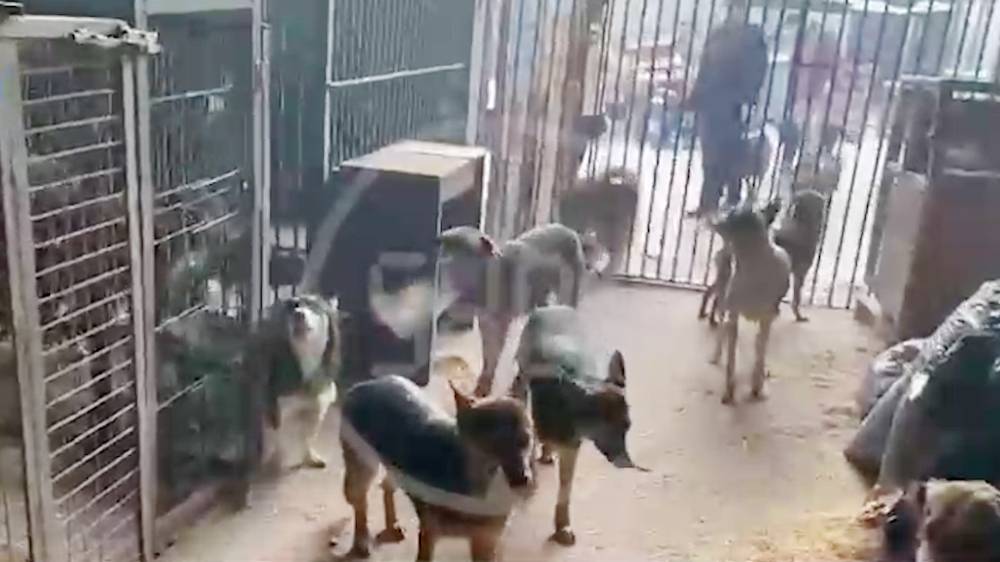 Собаки в российском приюте начинают грызть друг друга из-за голода