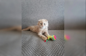 Российские военные спасли на Украине котёнка Симбу и увезли его в Хабаровск