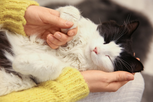 Для сердца и костей: Мурлыканье кошки оказалось полезно для здоровья человека