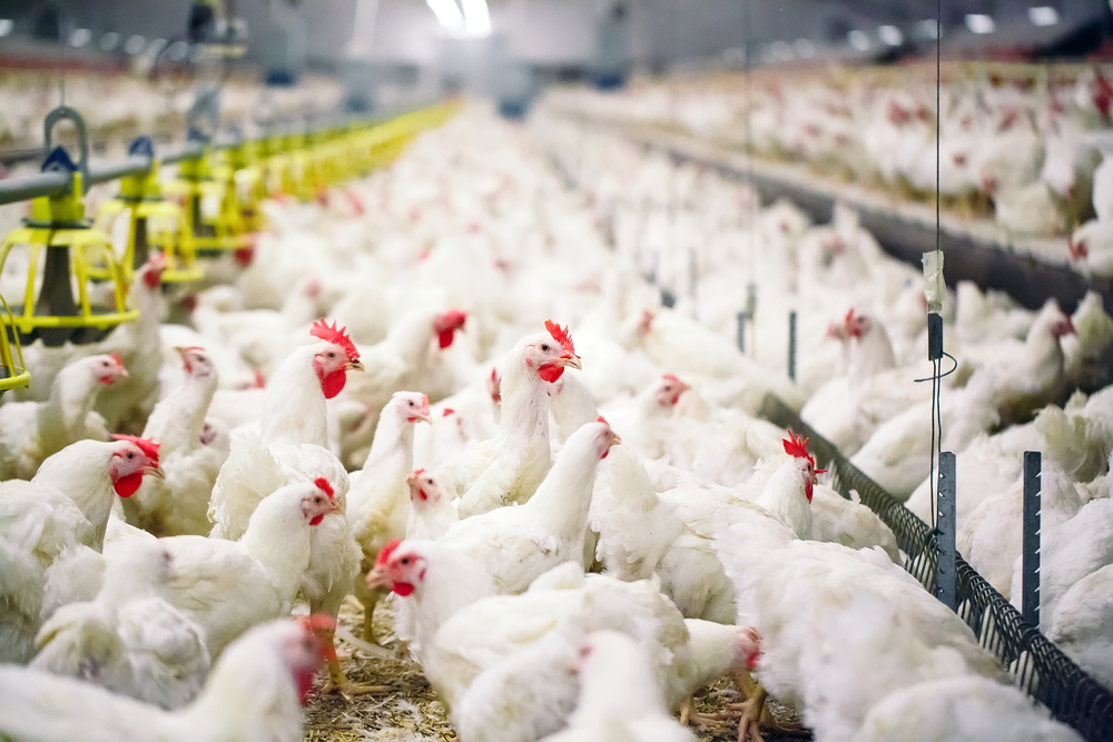 Птичий грипп за сутки убил более 30 тысяч кур на сахалинской фабрике