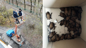 В Ростове-на-Дону балкон дома превратился в "пещеру Бэтмена" из-за стаи летучих мышей