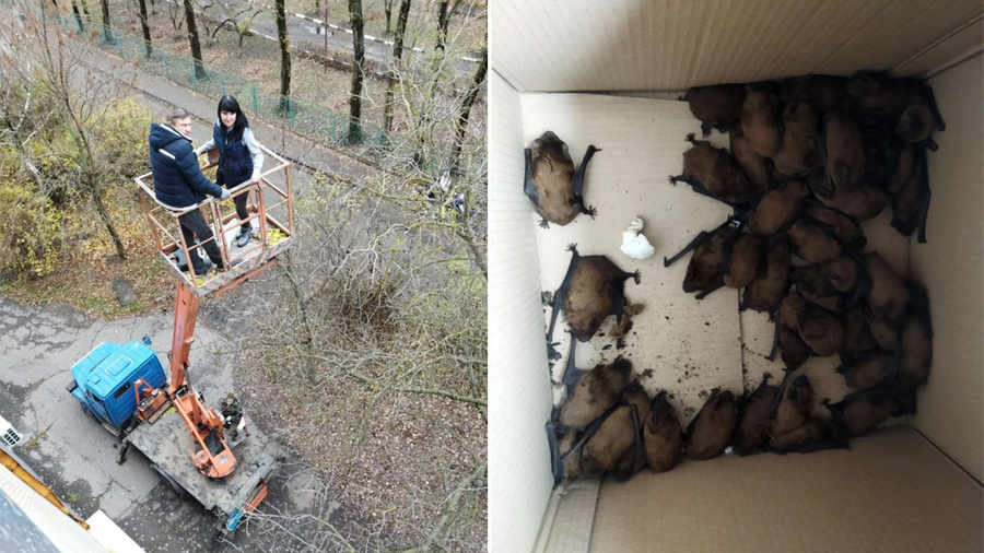 На балконе пятиэтажки в Ростове-на-Дону поселилась почти сотня летучих мышей. Обложка © kp.ru / Мария Гиченко