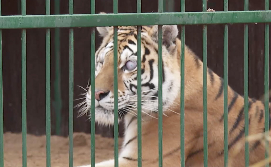 Слепая тигрица Аврора. Обложка © Кадр из видео "МИР 24"