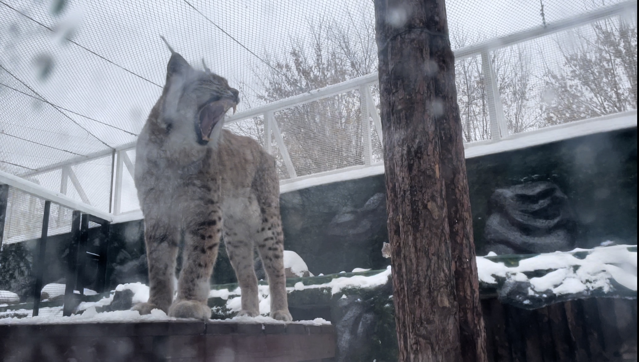 Как обитатели Московского зоопарка отреагировали на ледяной дождь. Фото © Пресс-служба Московского зоопарка