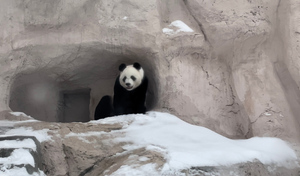Панда Жуи в восторге, а манул Тимофей — в укрытии: Как обитатели Московского зоопарка отреагировали на ледяной дождь