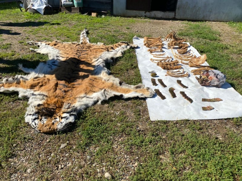 Шкура и кости незаконно убитого амурского тигра. Обложка @ ГУ МВД по Приморскому краю