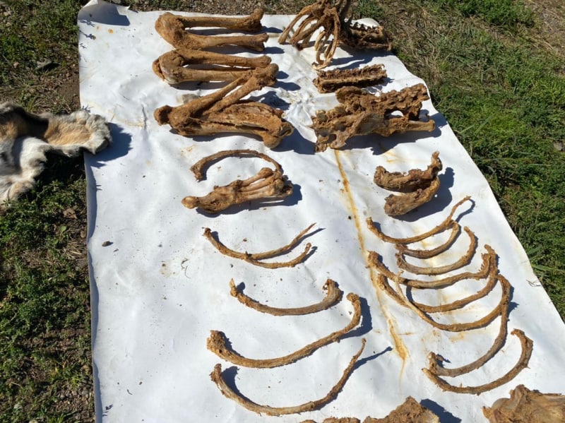 Шкура и кости незаконно убитого амурского тигра. Фото @ МВД РФ