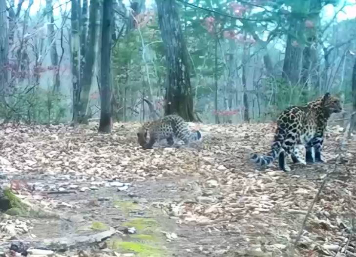 Мамин хвостик: В "Земле леопарда" на видео попал новый котёнок