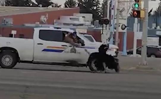 Эпичная полицейская погоня за сбежавшими страусами довела до истерики очевидцев