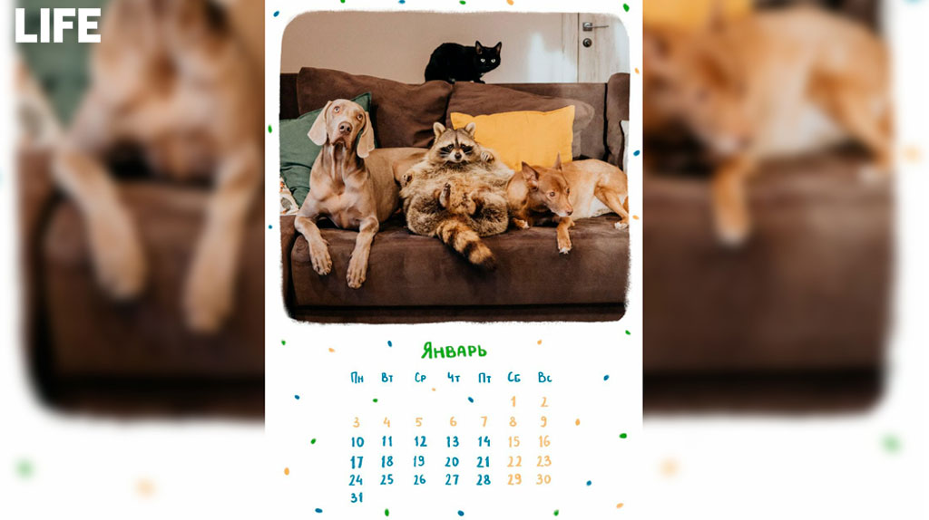 Календарь с кемеровским 17-килограммовым енотом Тёмой на 2022 год. Фото © LIFE