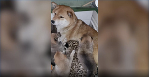 В иркутской зоогалерее шиба-ину стала приёмной мамой для маленького леопарда Мао