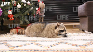 С ёлкой и подарками: У пухлого енота Тёмы из Кемерова прошла новогодняя фотосессия