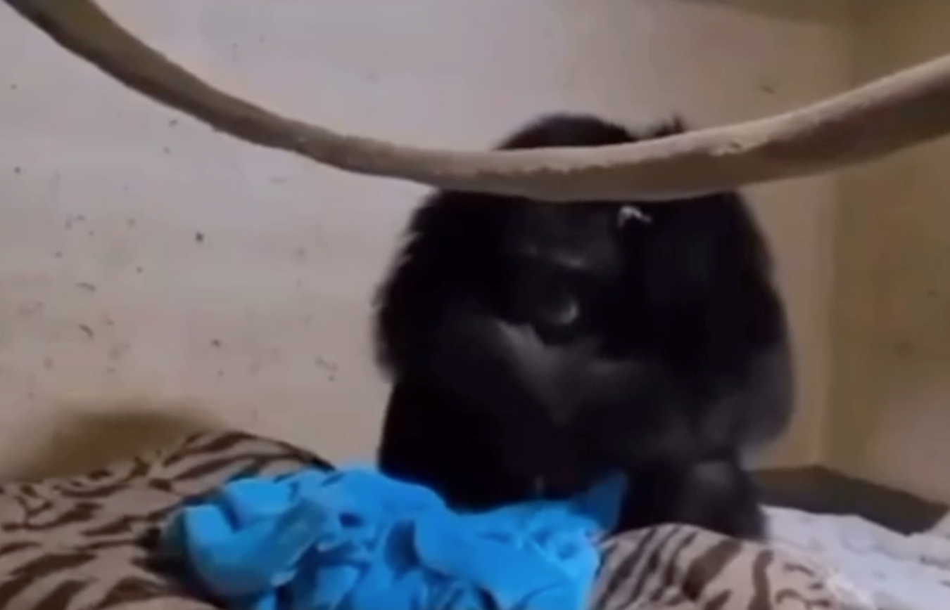 Сотрудники зоопарка Канзаса сняли трогательное видео воссоединения шимпанзе с детёнышем