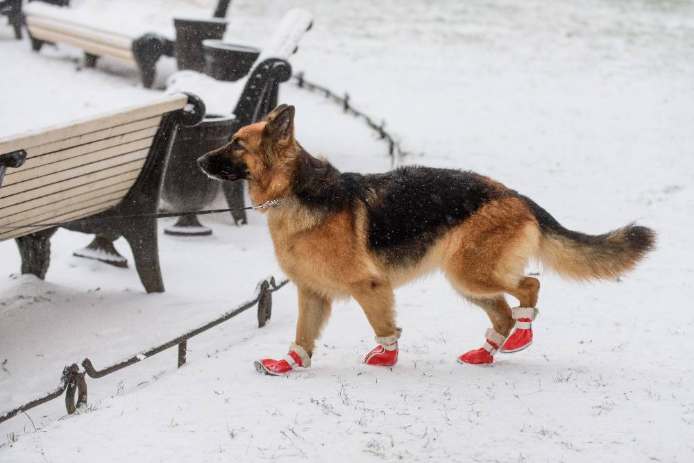 В Петербурге до конца года привьют от бешенства 40% домашних собак за счёт бюджета
