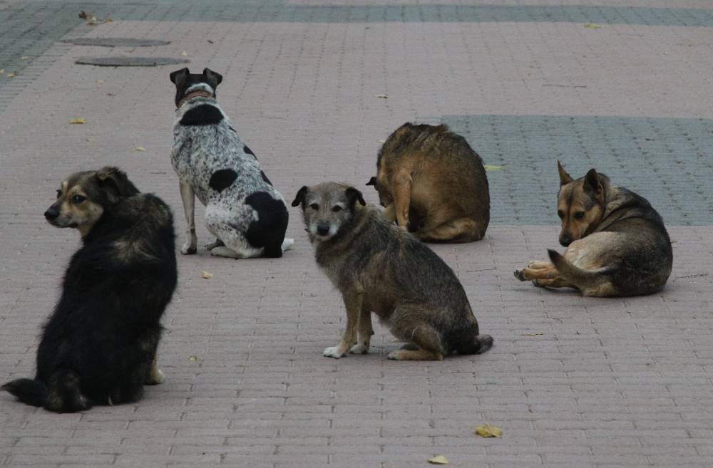 Стая собак напала на школьников в Свердловской области