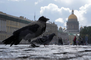 Биолог рассказал о крупном "транзите" птичьей миграции, который проходит через Петербург