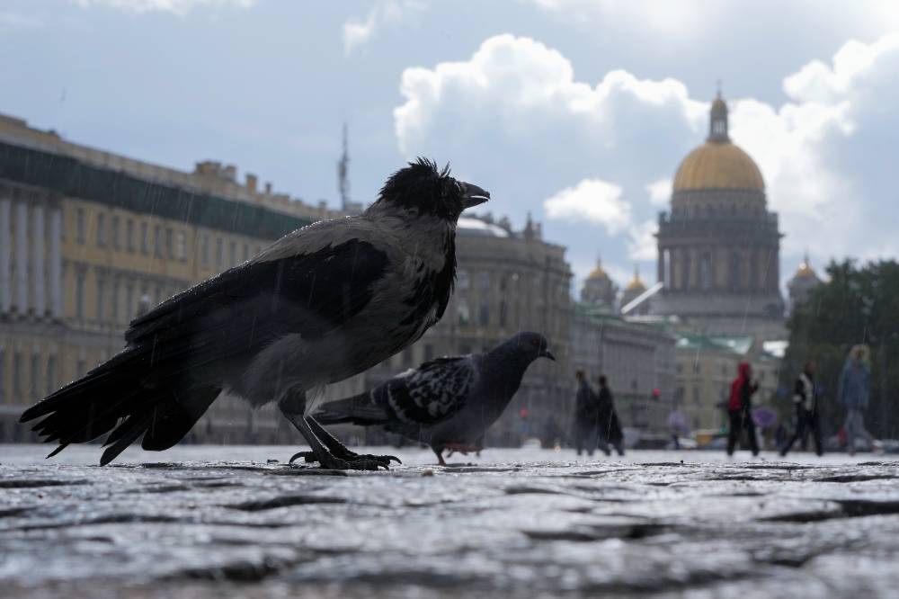 Биолог рассказал о крупном транзите птичьей миграции, который проходит через Петербург