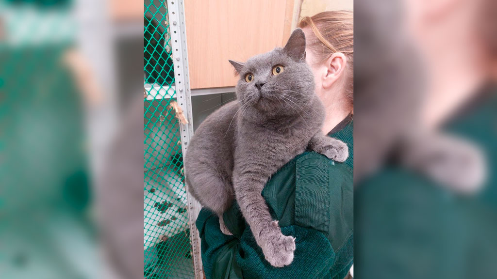 В Екатеринбурге ищут хозяев для кота-богатыря, которого подкинули в собачий приют
