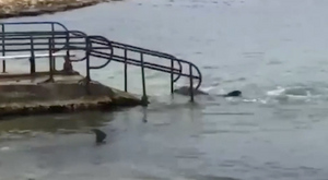 В Севастополе началась операция по спасению выброшенных в море дрессированных дельфинов