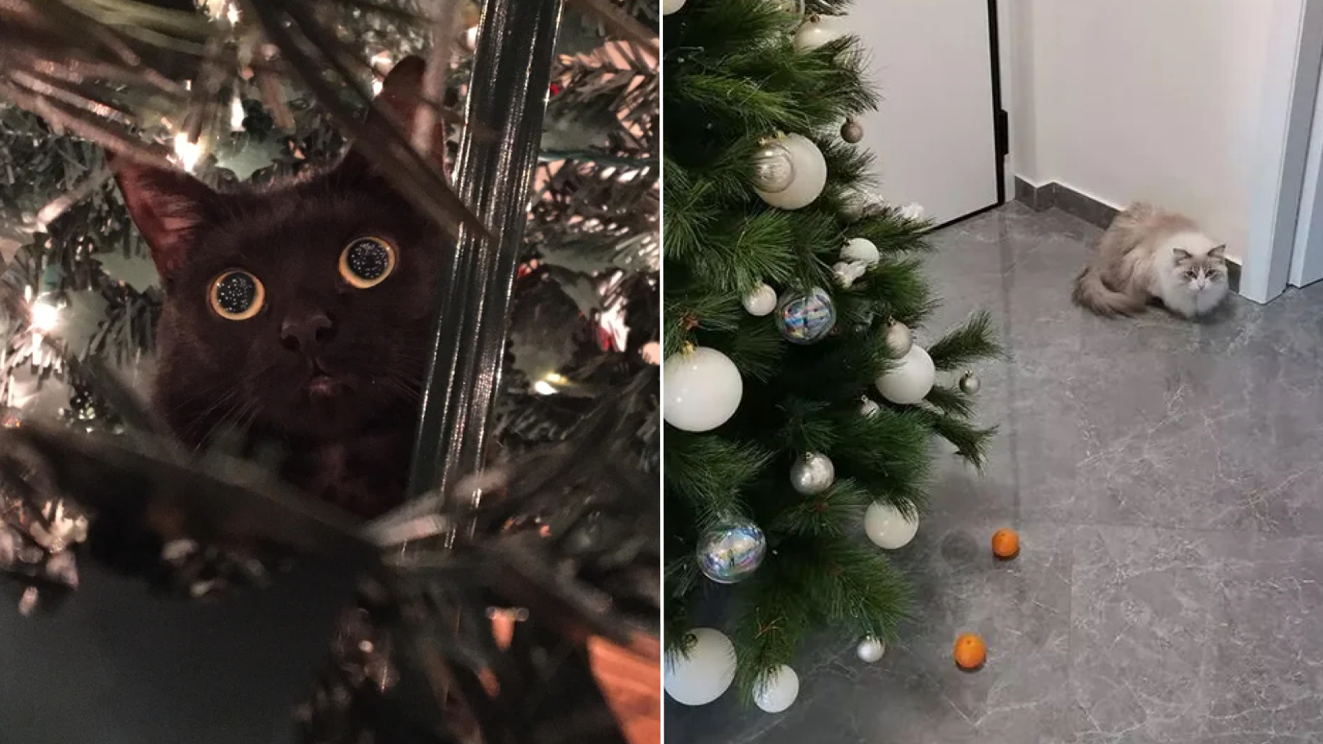 10 фото с новогодними ёлками, которые поймёт каждый кошатник