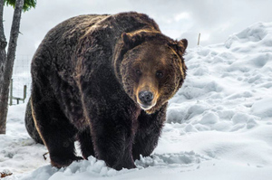 На Камчатке стали массово погибать медведи, и учёные гадают о причине