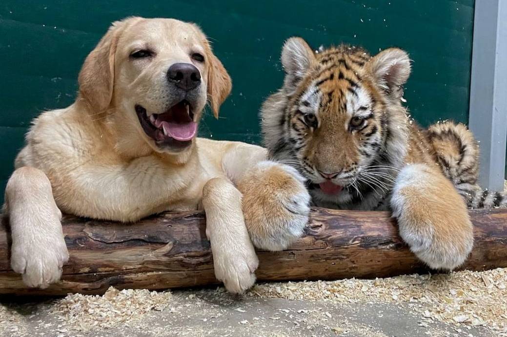 Собака стала приёмной мамой льву и вожаком для двух тигриц в иркутском зоопарке
