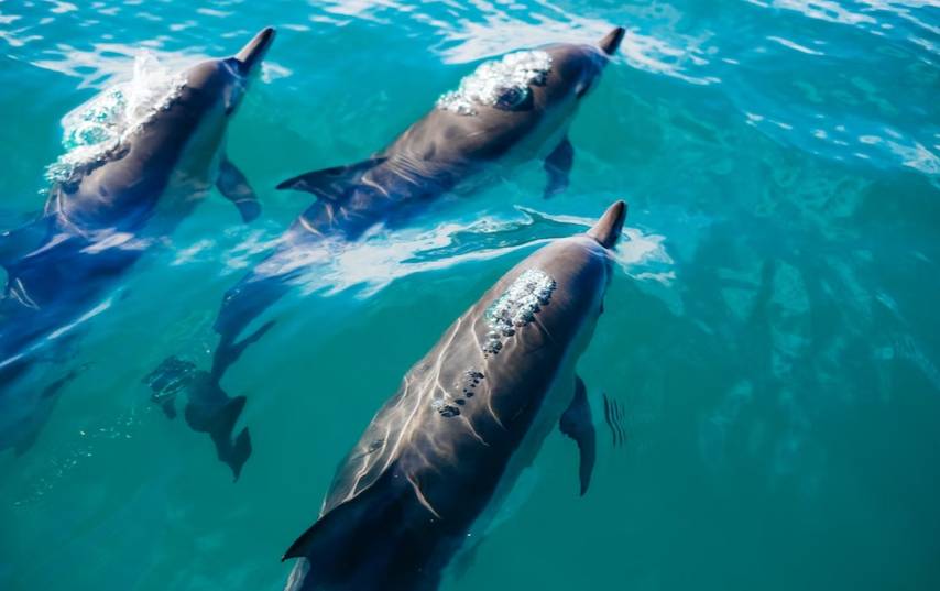 Океанолог оценил возможность создания дельфинов-камикадзе для подрыва вражеских кораблей