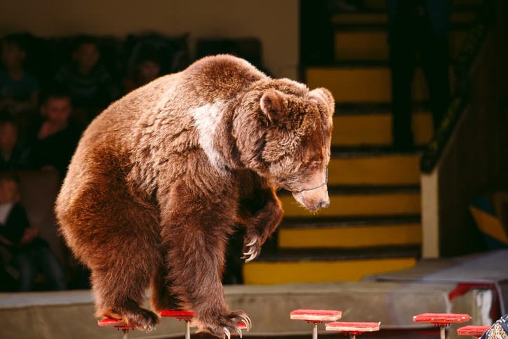 Просто лапку положил: В Приамурье мать укушенного цирковым медведем ребёнка заступилась за хищника