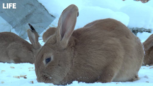 Плодовитые кролики создали "стихийный заповедник" в лесу под Челябинском на радость жителям