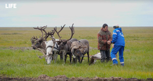 Профессия — нефтяник: как российские геологи работают в затерянном мире на севере Гыданского полуострова