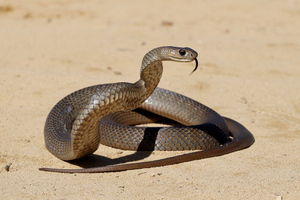 Учёные нашли сразу два клитора у змей, они спасают самок от "шипованных" пенисов самцов