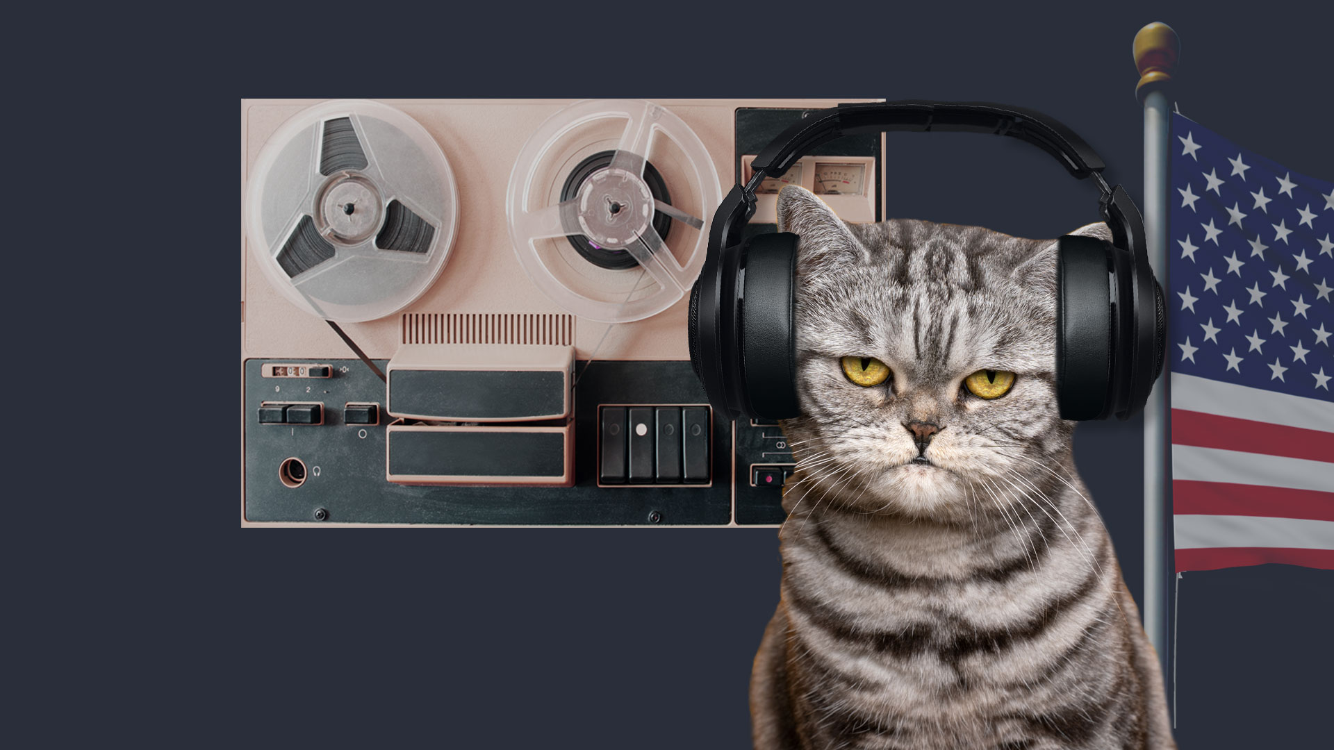 Операция Acoustic Kitty: Как спецслужбы США готовили кошек-шпионов