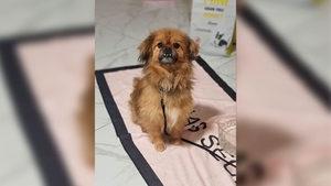 Семье из Мариуполя вернули пса, которого не получилось взять во время эвакуации