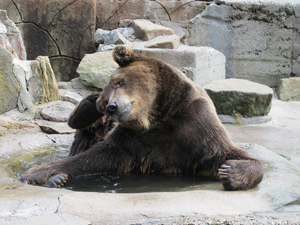 Аномальные морозы неожиданно убаюкали калининградского медведя Фиму