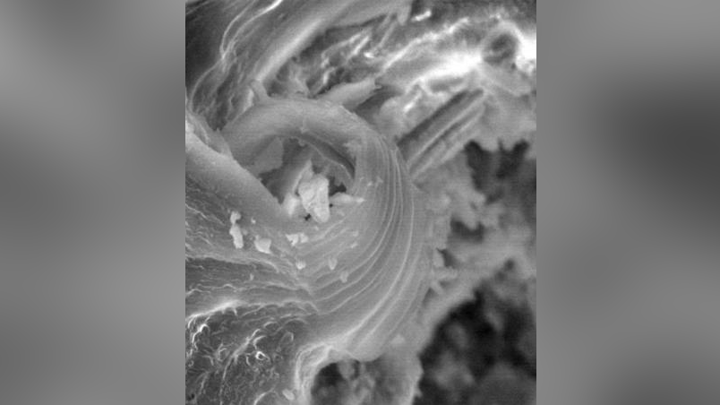 Окаменелость в образце Мурчисонского метеорита. Фото © panspermia.org