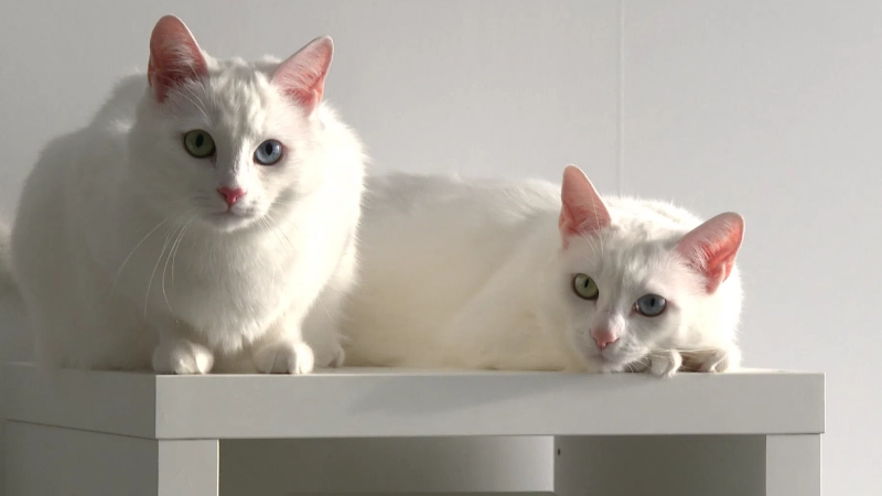 Кошки-близнецы Абис и Айрис из Санкт-Петербурга попали в топ-10 котиков 2022 года