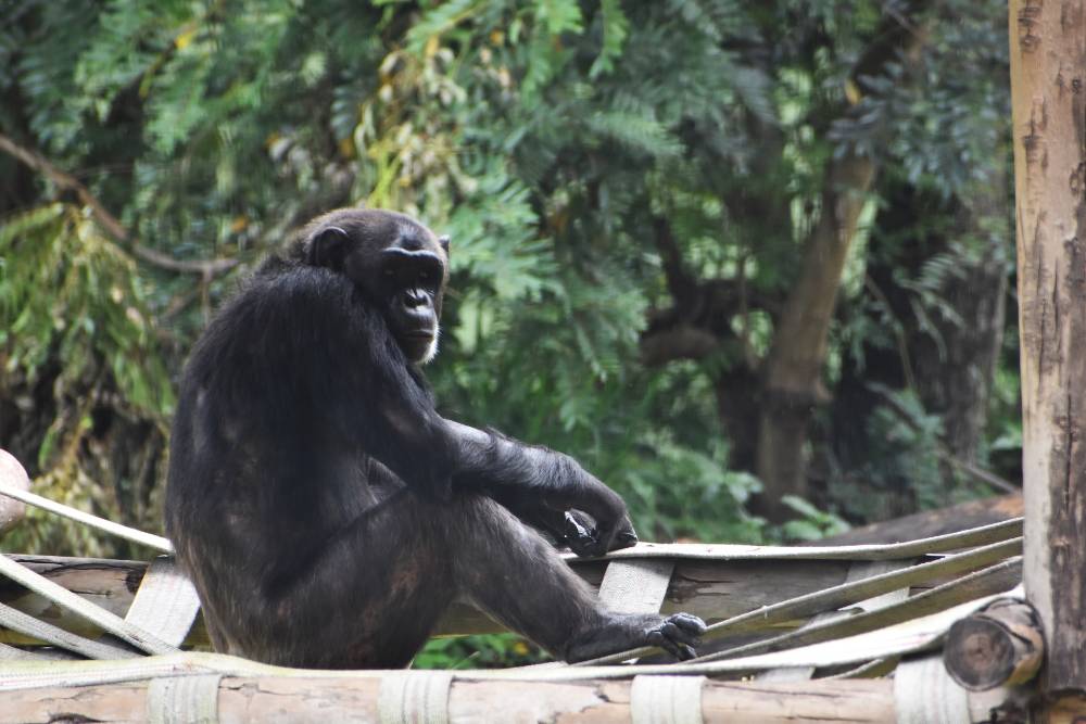 В Швеции сотрудники зоопарка застрелили четырёх сбежавших шимпанзе
