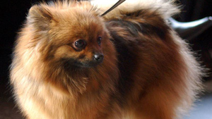 Названы десять самых популярных у россиян пород собак