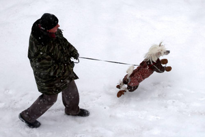 Кинолог рассказал об изменениях в поведении собак зимой